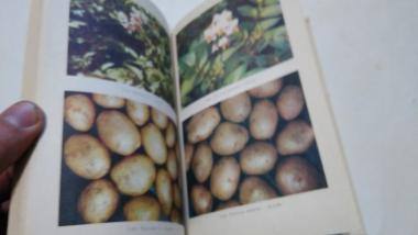 Практичні поради картопляру