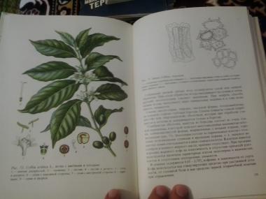 Тропические и субтропические лекарственные растения