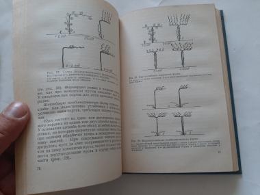 Основы виноградарства и плодоводства
