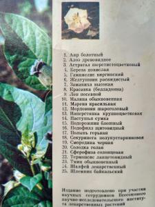 Комплект из 25 цветних откриток,  &quot;Екскурсія в природу. Лекарственние растения&quot;