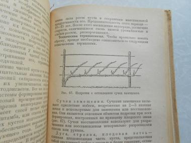  Виноградарство в средней полосе РСФСР.