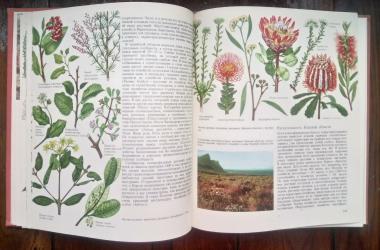 Растительный мир Земли. В двух томах