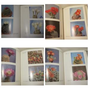 Колючее чудо. Книга о кактусах. Братислава. Цветы, комнатные растения. 